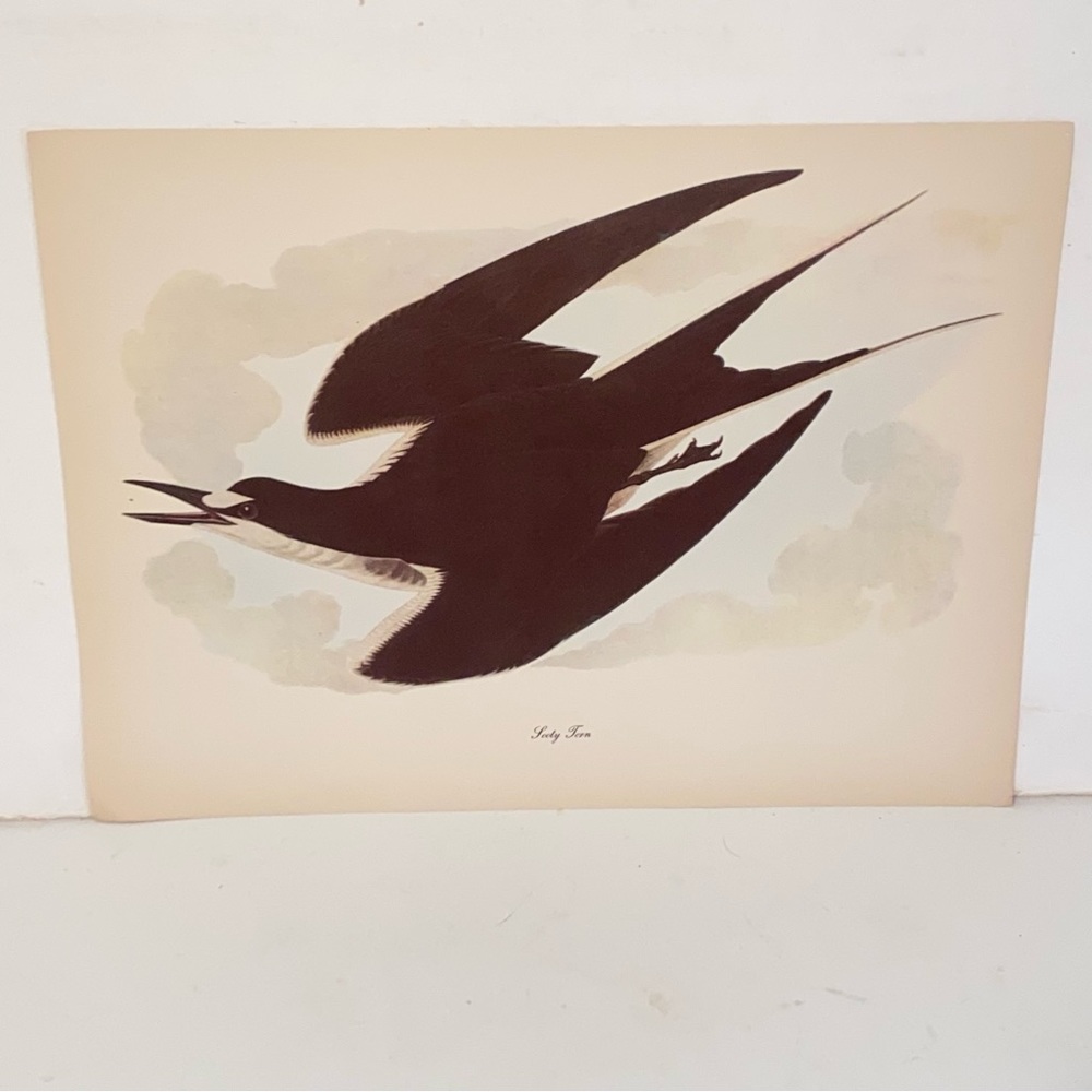 Vintage Audubon John  James Birds of America Sooty Tern Lithograph Art Print